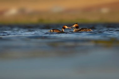 Harika bir an. Bebeklerini sırtında taşıyan bir anne. Renkli doğa geçmişi. Büyük ibikli Grebe. (Podiseps kriteri).
