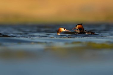 Harika bir an. Bebeklerini sırtında taşıyan bir anne. Renkli doğa geçmişi. Büyük ibikli Grebe. (Podiseps kriteri).
