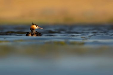 Harika bir an. Bebeklerini sırtında taşıyan bir anne. Renkli doğa geçmişi. Büyük ibikli Grebe. (Podiseps kriteri).