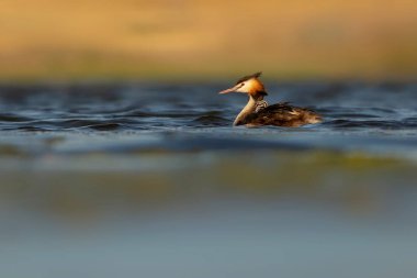 Harika bir an. Bebeklerini sırtında taşıyan bir anne. Renkli doğa geçmişi. Büyük ibikli Grebe. (Podiseps kriteri).