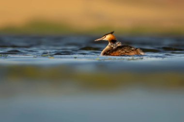 Harika bir an. Bebeklerini sırtında taşıyan bir anne. Renkli doğa geçmişi. Büyük ibikli Grebe. (Podiseps kriteri).