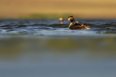 Harika bir an. Bebeklerini sırtında taşıyan bir anne. Renkli doğa geçmişi. Büyük ibikli Grebe. (Podiseps kriteri).