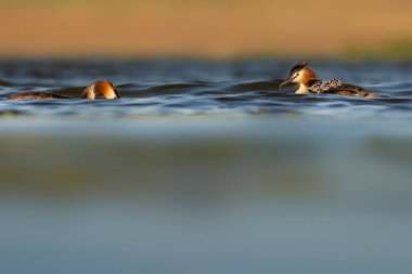 Harika bir an. Bebeklerini sırtında taşıyan bir anne. Renkli doğa geçmişi. Büyük ibikli Grebe. (Podiseps kriteri).