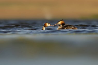 Harika bir an. Bebeklerini sırtında taşıyan bir anne. Renkli doğa geçmişi. Büyük ibikli Grebe. (Podiseps kriteri).