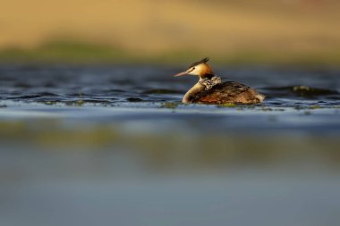Harika bir an. Bebeklerini sırtında taşıyan bir anne. Renkli doğa geçmişi. Büyük ibikli Grebe. (Podiseps kriteri).