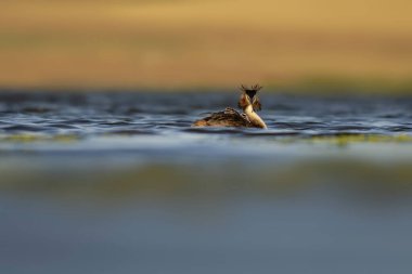 Harika bir an. Bebeklerini sırtında taşıyan bir anne. Renkli doğa geçmişi. Büyük ibikli Grebe. (Podiseps kriteri).