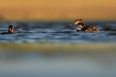 Harika bir an. Bebeklerini sırtında taşıyan bir anne. Renkli doğa geçmişi. Büyük ibikli Grebe. (Podiseps kriteri).