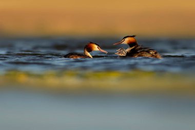 Harika bir an. Bebeklerini sırtında taşıyan bir anne. Renkli doğa geçmişi. Büyük ibikli Grebe. (Podiseps kriteri).
