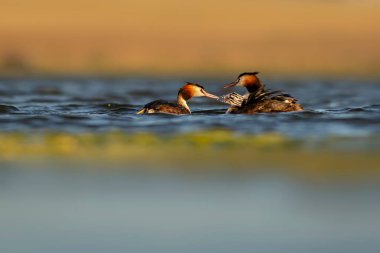 Harika bir an. Bebeklerini sırtında taşıyan bir anne. Renkli doğa geçmişi. Büyük ibikli Grebe. (Podiseps kriteri).