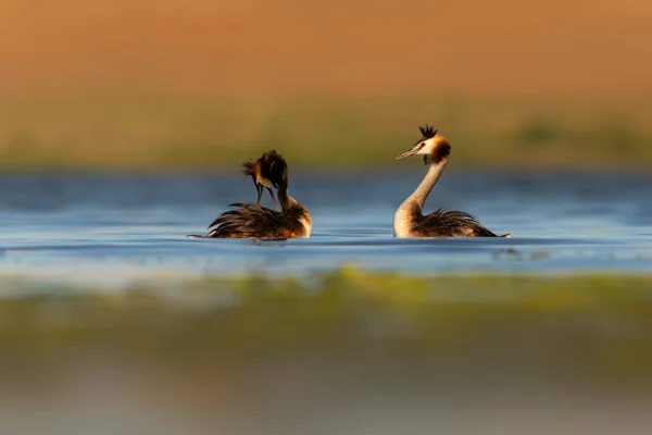 Birds love. Colorful nature background.Great Crested Grebe. (Podiceps cristatus).