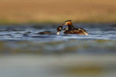 Harika bir an. Bebeklerini sırtında taşıyan bir anne. Renkli doğa geçmişi. Büyük ibikli Grebe. (Podiseps kriteri).