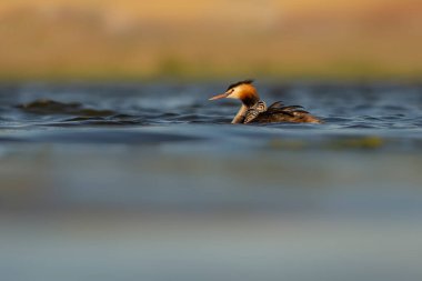 Harika bir an. Bebeklerini sırtında taşıyan bir anne. Renkli doğa geçmişi. Büyük ibikli Grebe. (Podiseps kriteri).