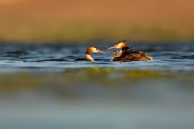 Harika bir an. Bebeklerini sırtında taşıyan bir anne. Renkli doğa geçmişi. Büyük ibikli Grebe. (Podiseps kriteri).