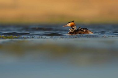 Harika bir an. Bebeklerini sırtında taşıyan bir anne. Renkli doğa geçmişi. Büyük ibikli Grebe. (Podiseps kriteri).