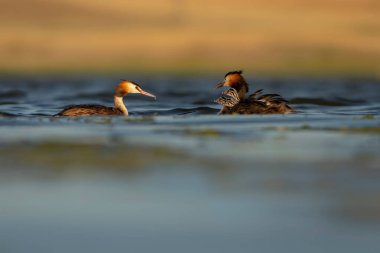 Harika bir an. Bebeklerini sırtında taşıyan bir anne. Renkli doğa geçmişi. Büyük ibikli Grebe. (Podiseps kriteri).