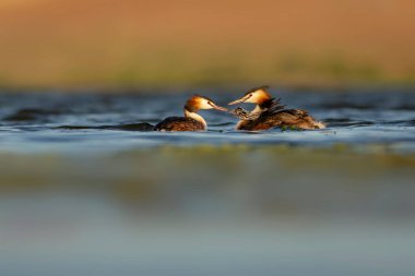 Harika bir an. Bebeklerini sırtında taşıyan bir anne. Renkli doğa geçmişi. Büyük ibikli Grebe. (Podiseps kriteri).
