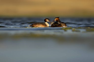 Harika bir an. Bebeklerini sırtında taşıyan bir anne. Renkli doğa geçmişi. Büyük ibikli Grebe. (Podiseps kriteri).