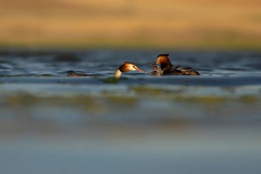 Harika bir an. Bebeklerini sırtında taşıyan bir anne. Renkli doğa geçmişi. Büyük ibikli Grebe. (Podiseps kriteri).