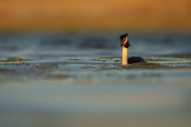 Harika bir an. Bebeklerini sırtında taşıyan bir anne. Renkli doğa geçmişi. Büyük ibikli Grebe. (Podiseps kriteri).