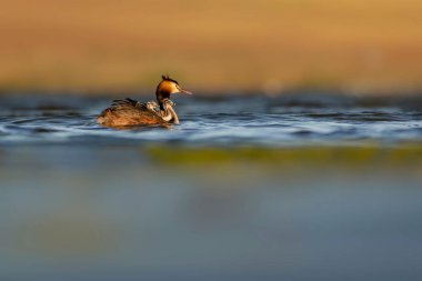 Harika bir an. Bebeklerini sırtında taşıyan bir anne. Renkli doğa geçmişi. Büyük ibikli Grebe. (Podiseps kriteri).