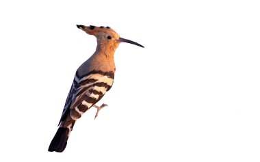 İzole edilmiş bir kuş. Beyaz arka plan. Avrasya Hoopoe 'su. (Upupa epops.)