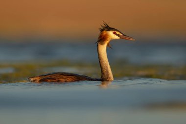 Gün batımı ve güzel bir su kuşu doğa arka planı. Büyük Armalı Yunus (Podiceps kriteri).