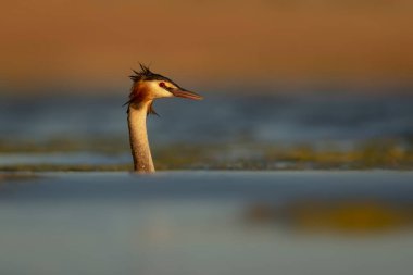 Gün batımı ve güzel bir su kuşu doğa arka planı. Büyük Armalı Yunus (Podiceps kriteri).