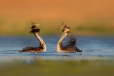 Kuşlar bayılır. Kur yapma davranışını göstermek için birden fazla fotoğrafı birleştirerek yaratıldı. Renkli doğa geçmişi. Ulu İbikli Grebe. (Podiseps kriteri). 
