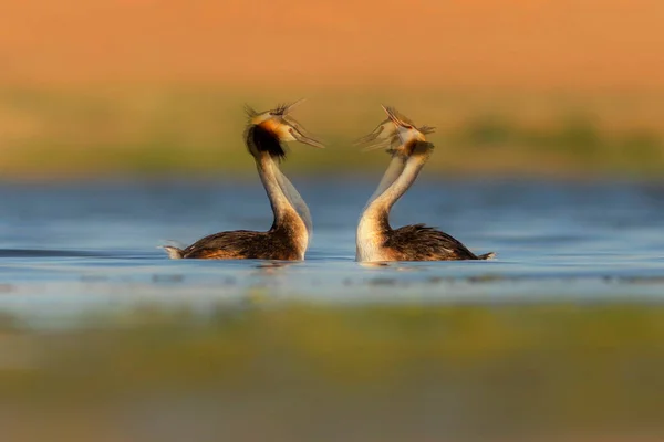 Birds love. It was created by combining multiple photos to show the courtship behavior. Colorful nature background. Bird: Great Crested Grebe. (Podiceps cristatus).