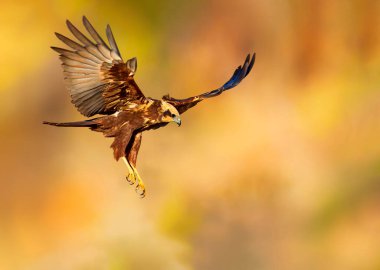 Uçan kuş. Yırtıcı kuş. Sarı yeşil doğa. Kuş: Batı Bataklık Harrier.