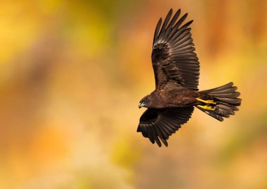 Uçan kuş. Yırtıcı kuş. Sarı yeşil doğa. Kuş: Batı Bataklık Harrier.