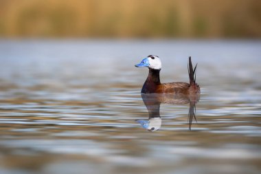 Yüzen ördek. Doğa geçmişi. Beyaz başlı ördek. Oxyura lökocephala..