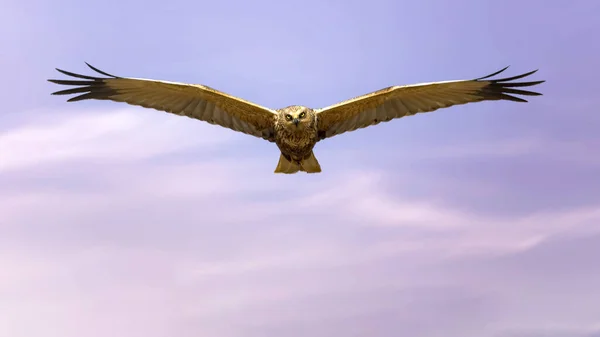 Roofvogel Paarse Lucht Achtergrond Vogel Westelijke Moeraskiekendief — Stockfoto