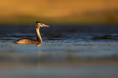 Yüzen kuş. Büyük ibikli Grebe. (Podiceps kristali) Doğa arkaplanı.