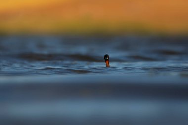 Sevimli küçük kuş. Bataklıklarda yaygın bir su kuşu. Küçük Grebe. (Taşibaptus ruficollis).