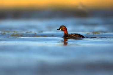 Sevimli küçük kuş. Bataklıklarda yaygın bir su kuşu. Küçük Grebe. (Taşibaptus ruficollis).