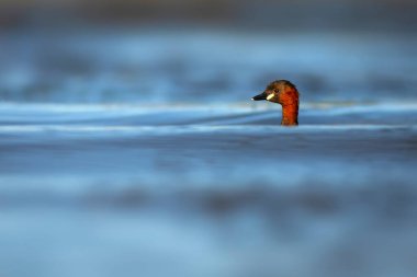 Sevimli küçük kuş. Bataklıklarda yaygın bir su kuşu. Küçük Grebe. (Taşibaptus ruficollis).