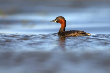 Sevimli küçük kuş. Bataklıklarda yaygın bir su kuşu. Küçük Grebe. (Taşibaptus ruficollis).