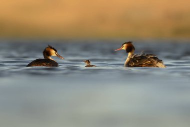 Harika bir an. Bebeklerini sırtında taşıyan bir anne. Renkli doğa geçmişi. Büyük ibikli Grebe. (Podiseps kriteri).
