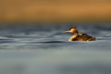 Harika bir an. Bebeklerini sırtında taşıyan bir anne. Renkli doğa geçmişi. Büyük ibikli Grebe. (Podiseps kriteri).