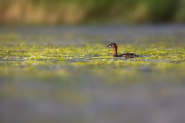 Sevimli küçük kuş. Bataklıklarda yaygın bir su kuşu. Küçük Grebe. (Taşibaptus ruficollis).