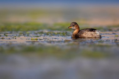 Sevimli küçük kuş. Bataklıklarda yaygın bir su kuşu. Küçük Grebe. (Taşibaptus ruficollis).