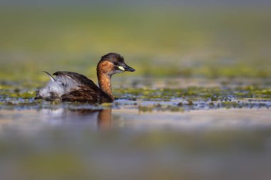 Sevimli küçük kuş. Bataklıklarda yaygın bir su kuşu. Küçük Grebe. (Taşibaptus ruficollis).