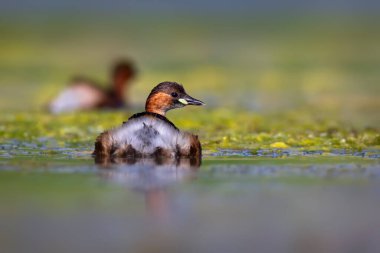 Sevimli küçük kuş. Bataklıklarda yaygın bir su kuşu. Küçük Grebe. (Taşibaptus ruficollis).