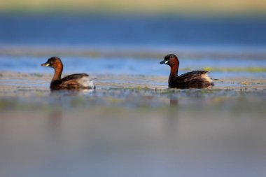 Sevimli küçük kuş. Bataklıklarda yaygın bir su kuşu. Küçük Grebe. (Taşibaptus ruficollis).
