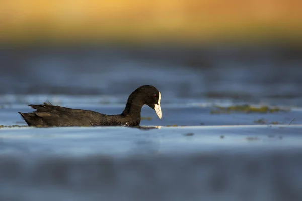 Roztomilý Černý Pták Modrá Voda Pozadí Euroasijský Coot Fulica Atra — Stock fotografie
