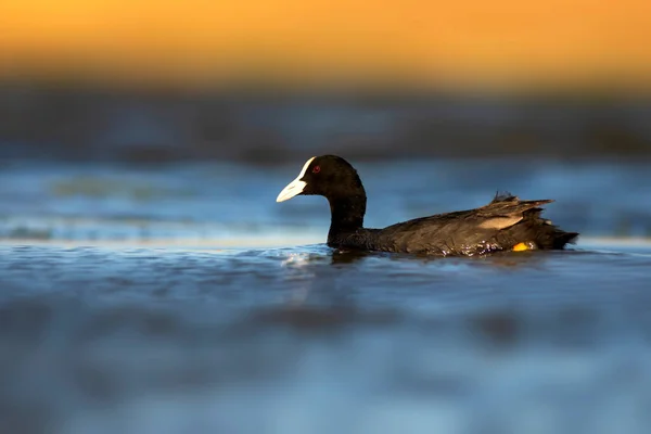 Roztomilý Černý Pták Modrá Voda Pozadí Euroasijský Coot Fulica Atra — Stock fotografie