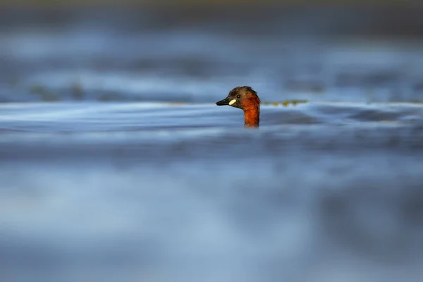 Симпатичная Птичка Водоплавающие Птицы Распространённые Болотистых Местностях Маленькой Греби Tachybaptus — стоковое фото