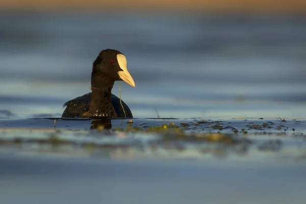 Niedlicher Schwarzer Vogel Blauer Wasserhintergrund Kraut Und Rüben Fulica Atra — Stockfoto