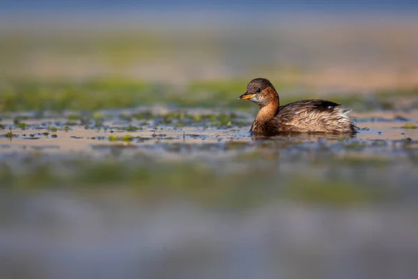Niedlicher Kleiner Vogel Ein Wasservögel Das Feuchtgebieten Häufig Vorkommt Tachybaptus — Stockfoto